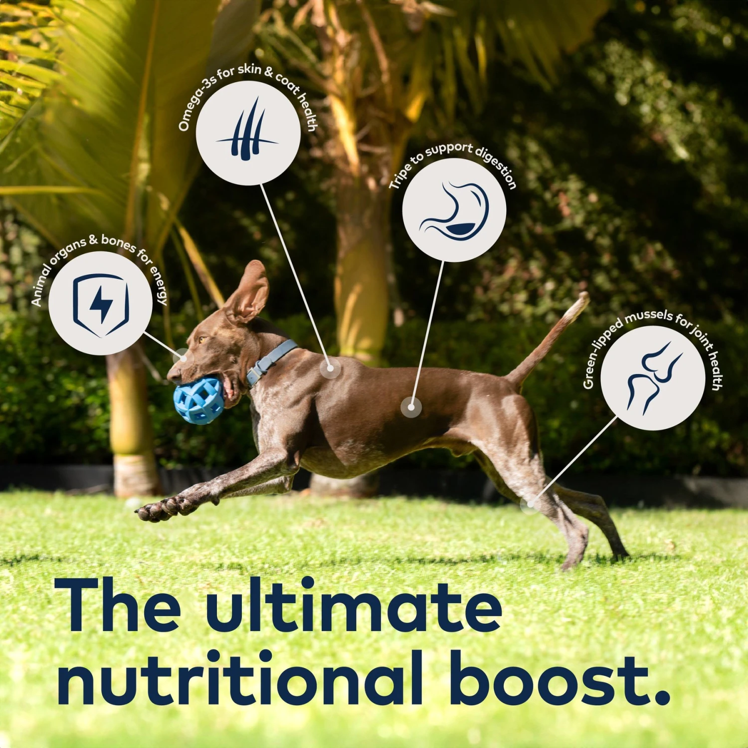 ZIWI Peak Lamb Recipe Canned Dog Food - Image 4