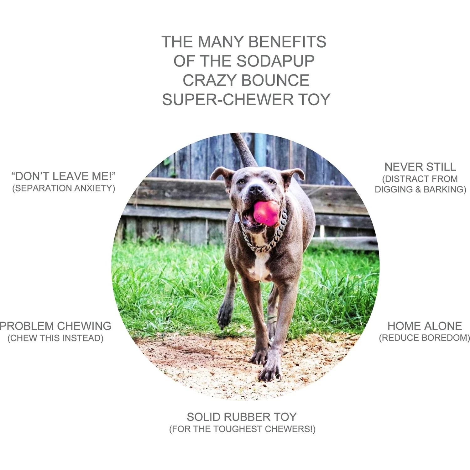 SodaPup Crazy Bounce Retrieving Tough Dog Chew Toy - Image 4