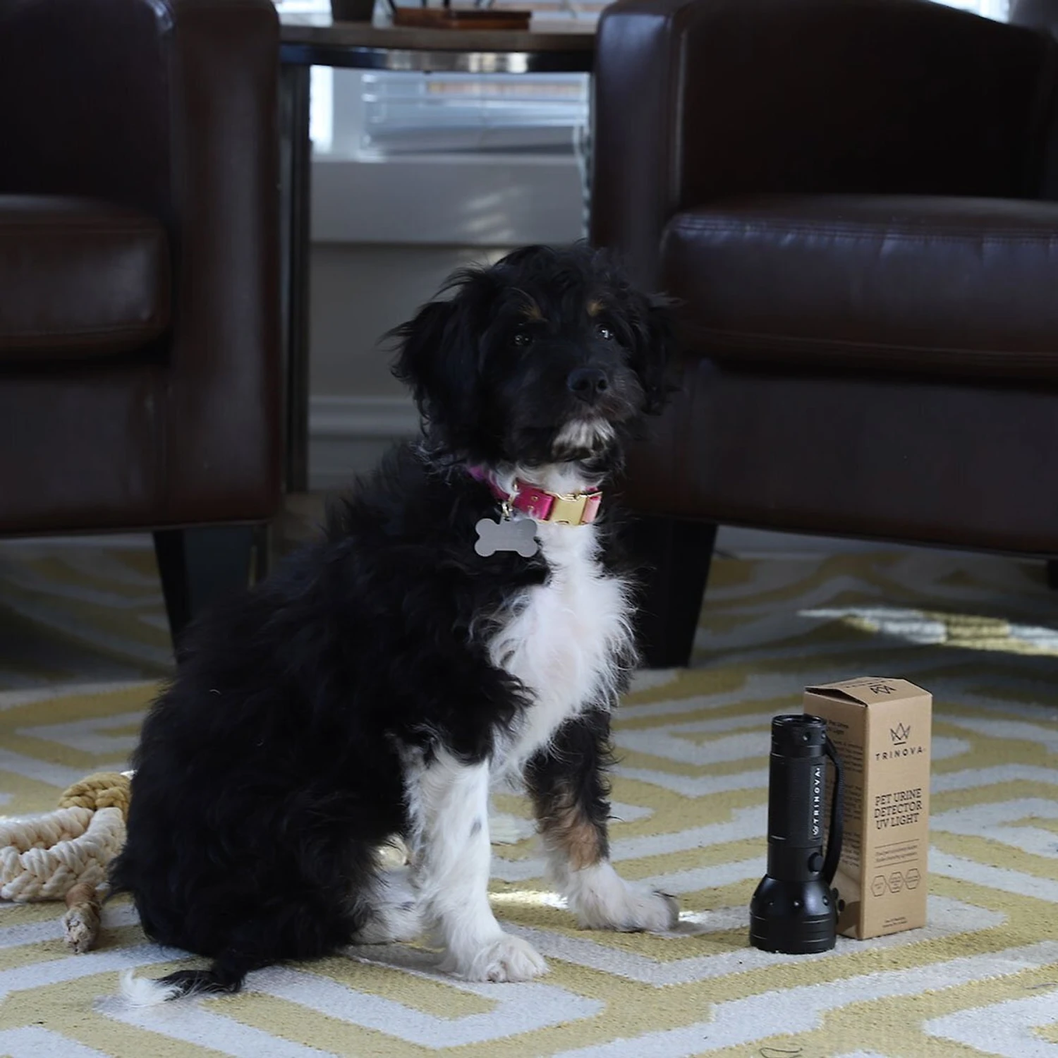 TriNova Dog & Cat Urine Detector, Black, Handheld - Image 7