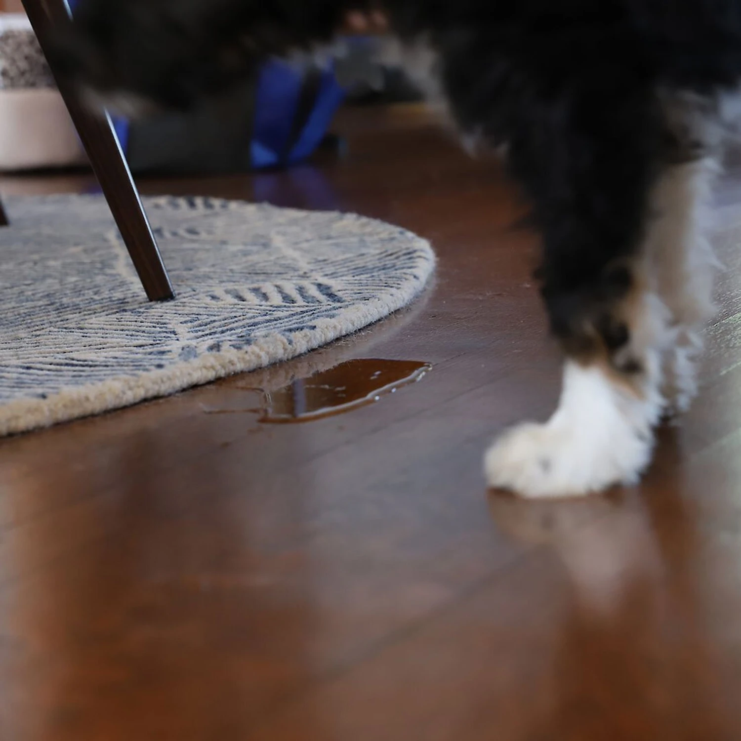 TriNova Dog & Cat Urine Detector, Black, Handheld - Image 8