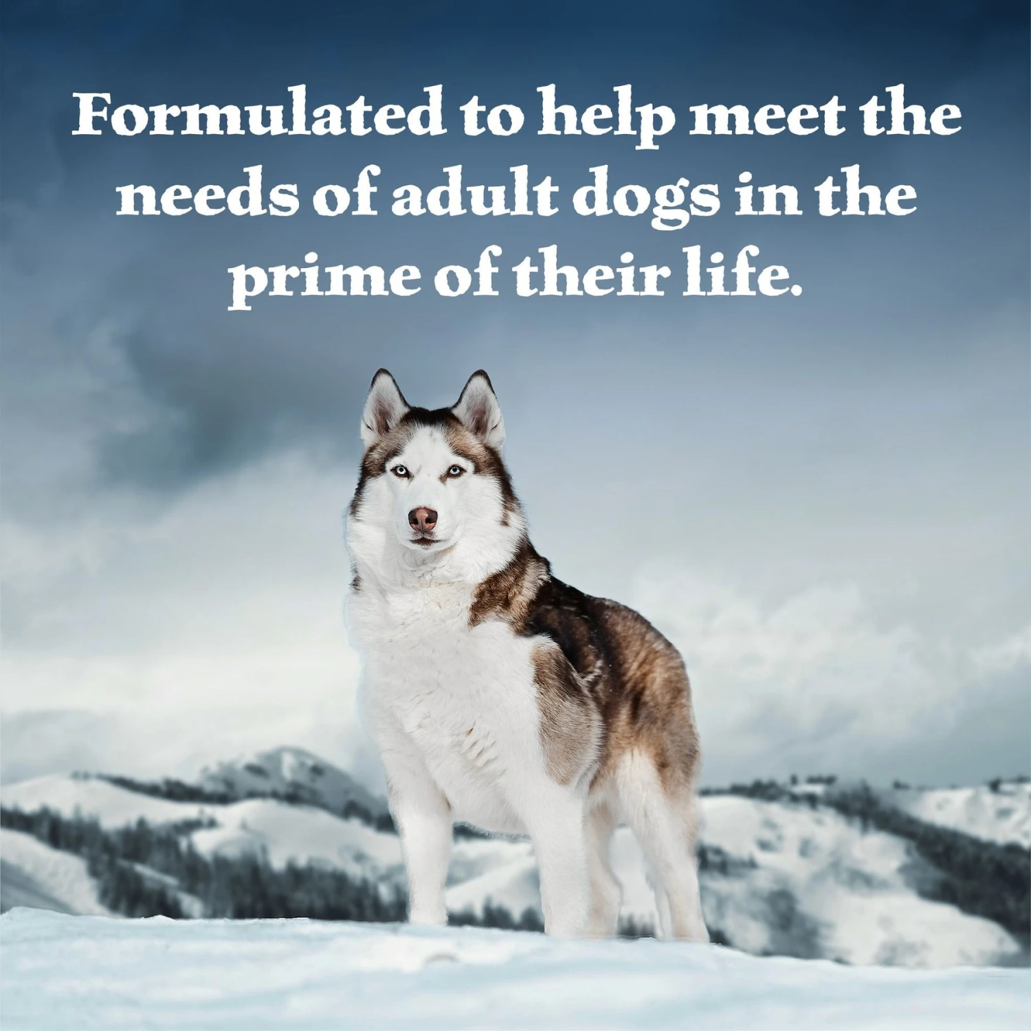 Blue Buffalo Wilderness Turkey & Chicken Grill Grain-Free Canned Dog Food - Image 4