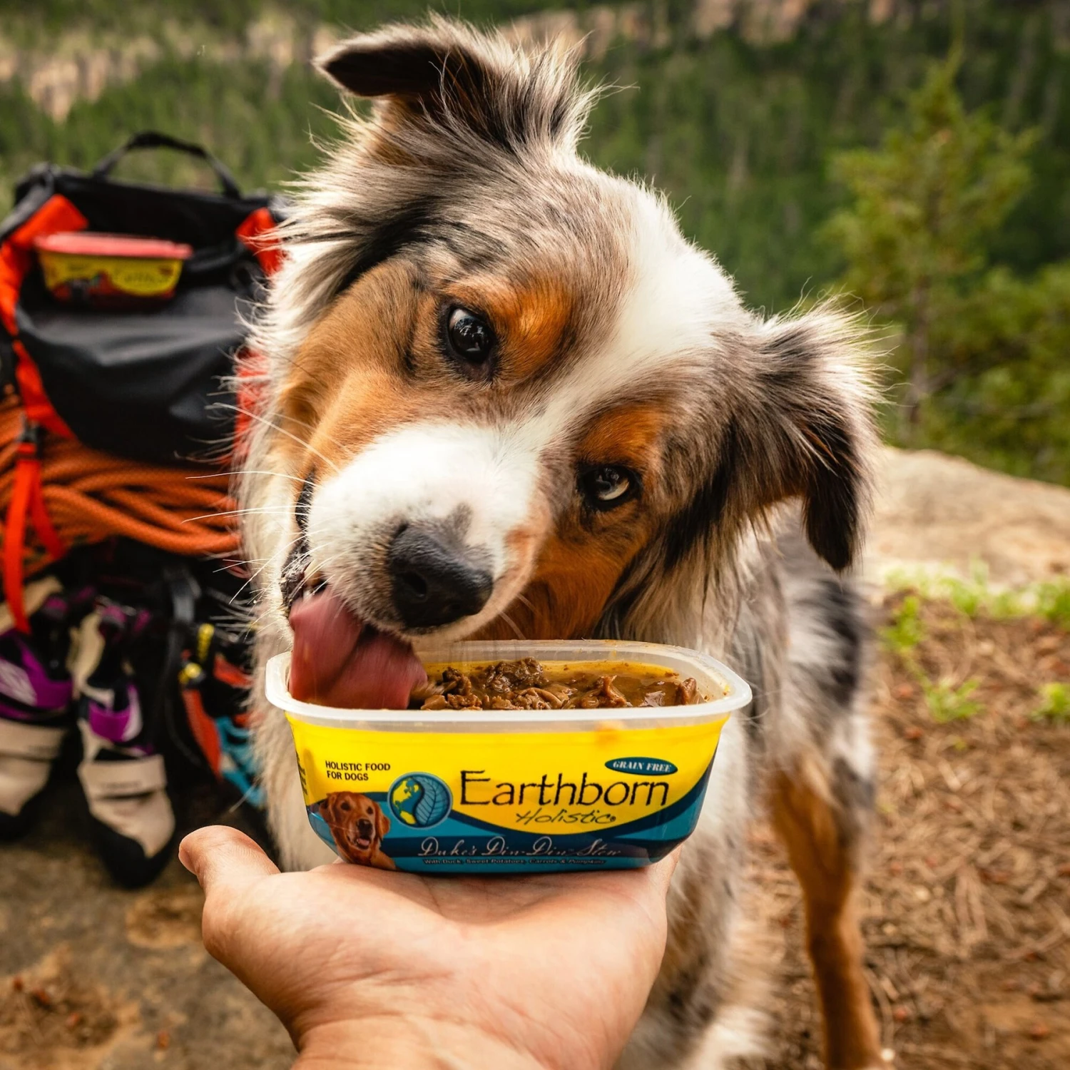 Earthborn Holistic Duke's Din-Din Grain-Free Natural Moist Dog Food - Image 8