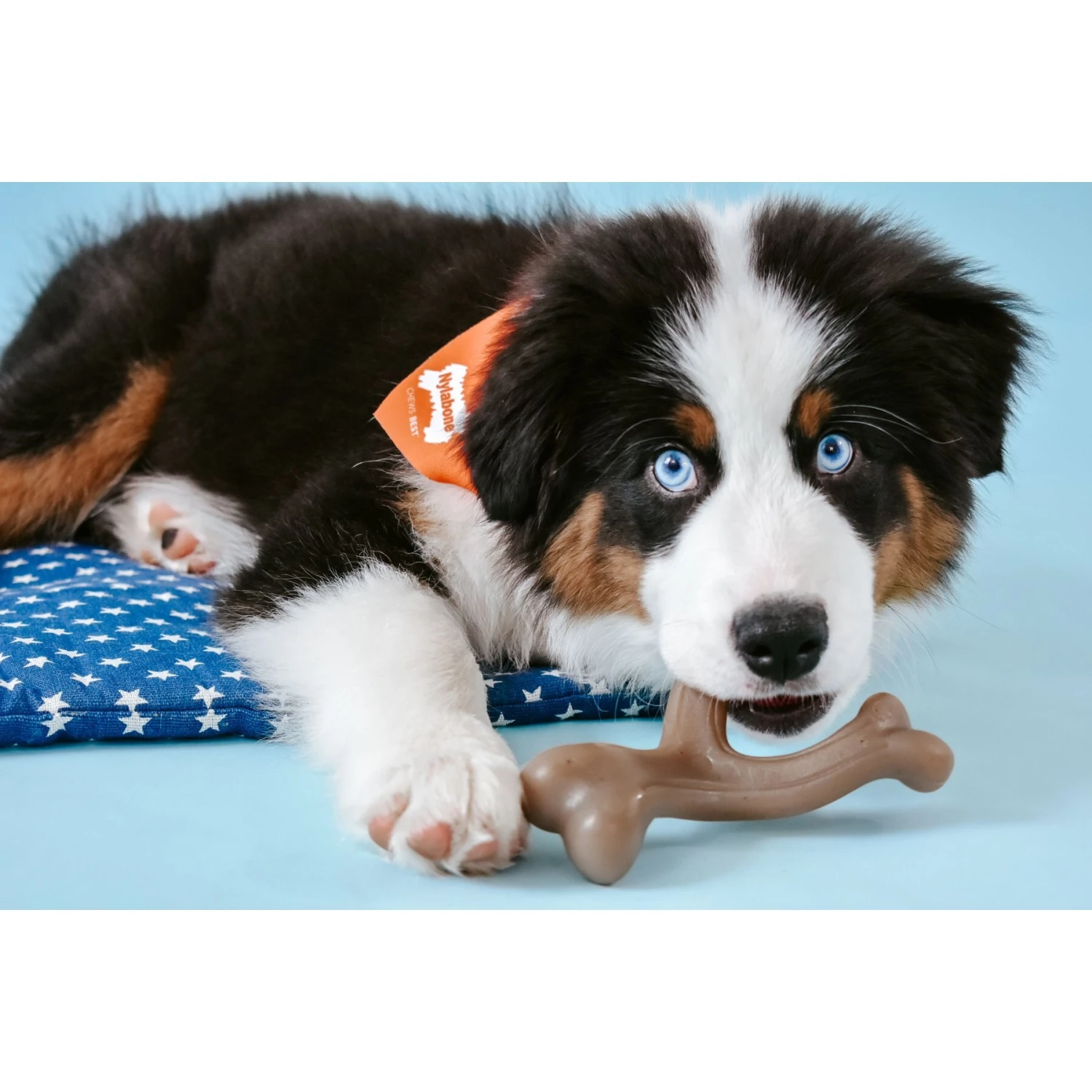 Nylabone Puppy Gourmet Style Strong Chew Wishbone Peanut Butter Dog Toy, Brown, Small/Regular - Image 2